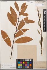 Foto von Salix caprea L. x Salix purpurea L.